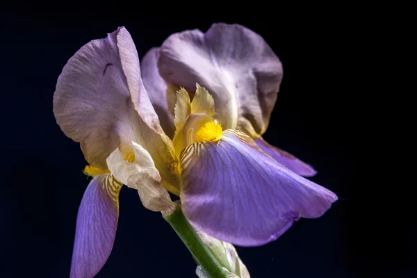 Docela purpurového kosatce. — Stock fotografie