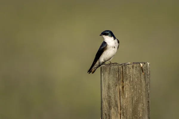 Tragar en poste de valla . — Foto de Stock