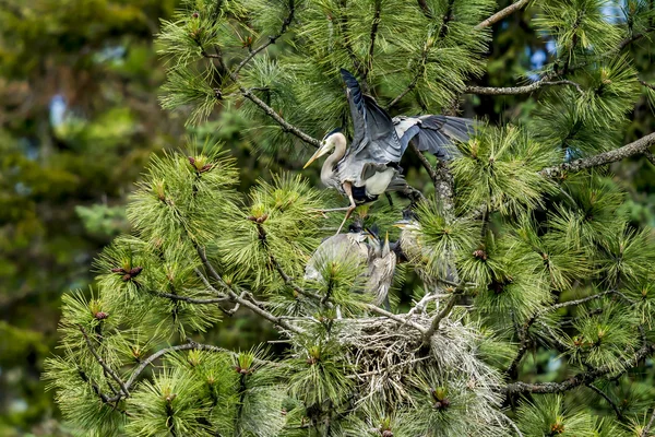 Цапля машет крыльями над гнездом . — стоковое фото