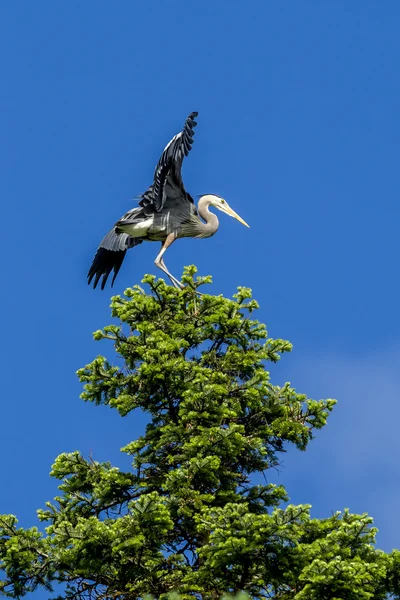 Garza en el árbol aletas alas . — Foto de Stock