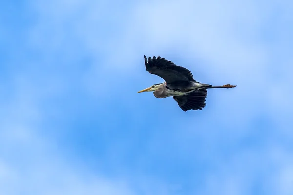 Heron flies in blue sky. — Stock Photo, Image