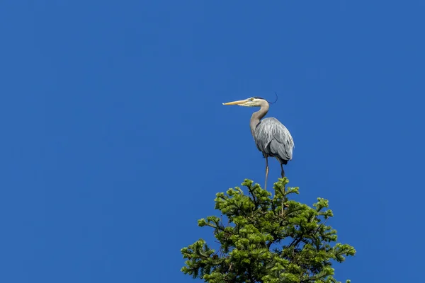 Garza encaramada y cielo azul . — Foto de Stock