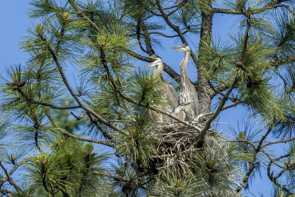 Herons împreună într-un cuib . — Fotografie, imagine de stoc