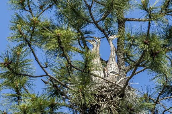 Garzas en el nido mirando hacia fuera . — Foto de Stock