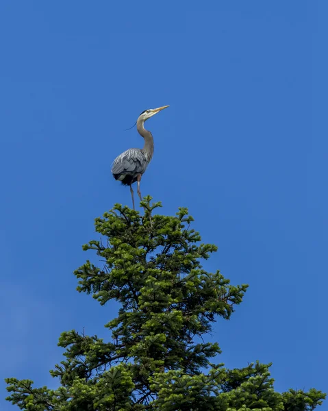 Heron ült a fán. — Stock Fotó