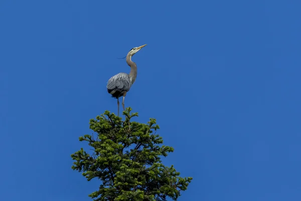 Heron mira al cielo . — Foto de Stock