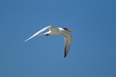 Sumru parlak gökyüzünde uçar.