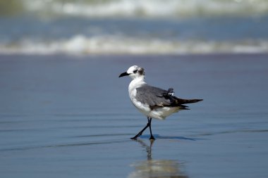 Suda yürüme martı.