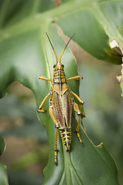 Oben Ansicht der Heuschrecke. — Stockfoto