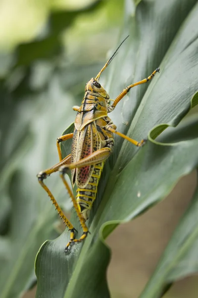 Heuschrecke auf grünem Blatt. — Stockfoto