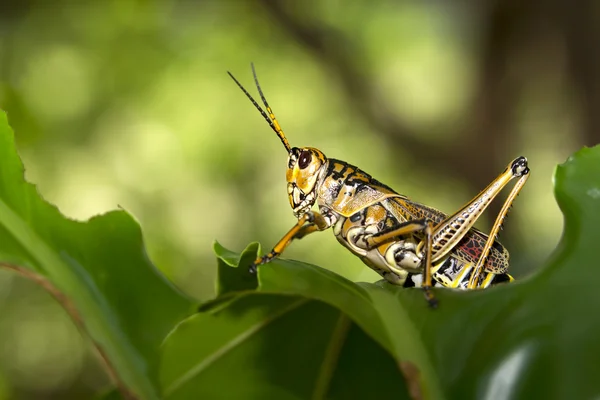 Heuschrecken lugen über Blatt. — Stockfoto