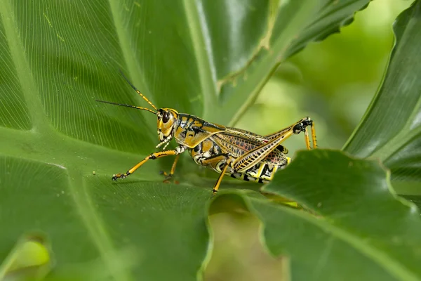 Locust walking on green leaf. — Stock Photo, Image