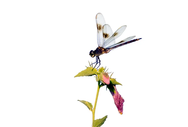 Libelle auf Pflanze. — Stockfoto