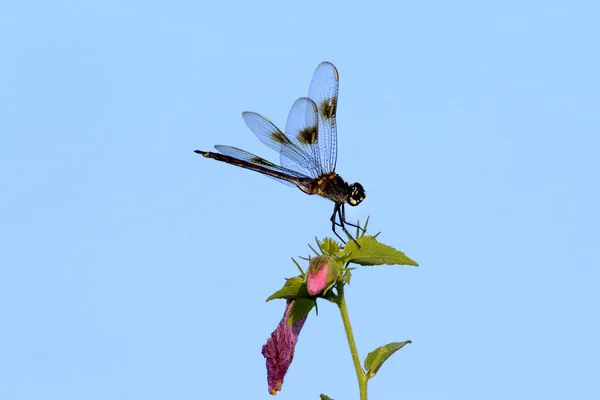 Dragonfly vilar på blad. — Stockfoto