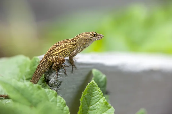 Gecko em um jardim . — Fotografia de Stock