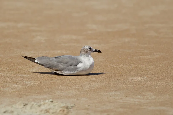 Gull senta-se na areia . — Fotografia de Stock