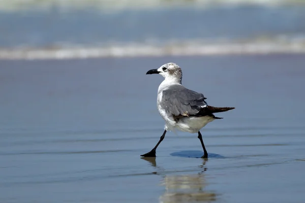 Gaviota riendo dando un paso . — Foto de Stock