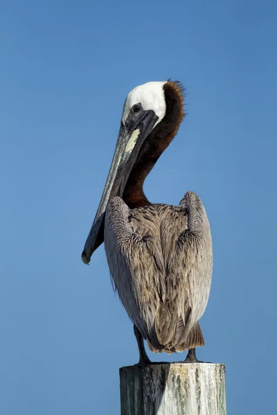 Piuttosto pellicano appollaiato sul post . — Foto Stock