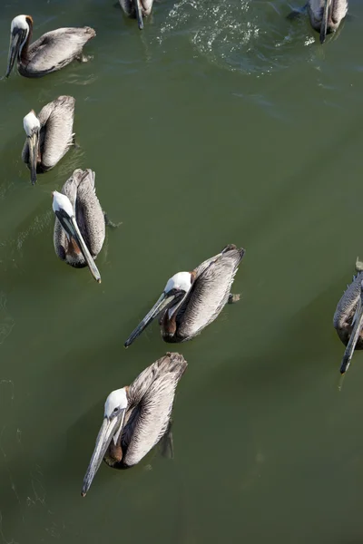 Pelicans grouped together. — Stock Photo, Image