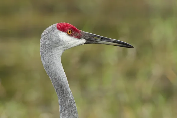 Retrato de guindaste Sandhill . — Fotografia de Stock