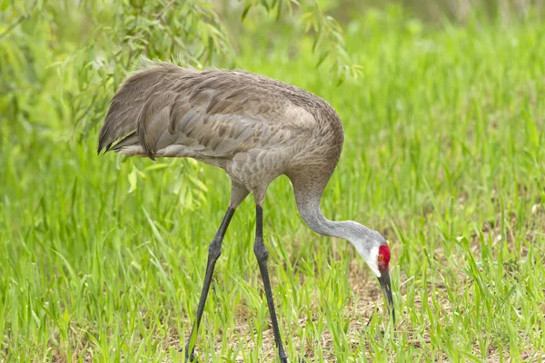 Crane looking for food. — Stock Photo, Image