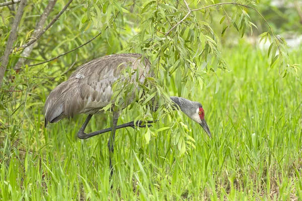 Sandhill crane in grass. — Stock Photo, Image
