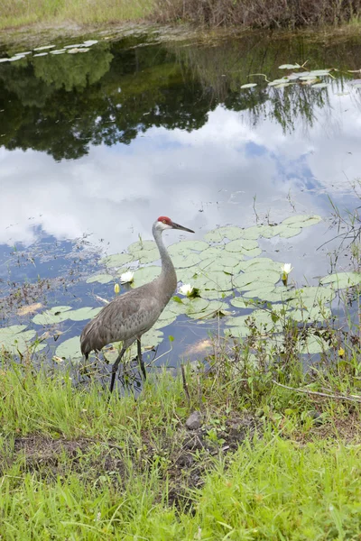 Crane by the waters edge. — Stock Photo, Image