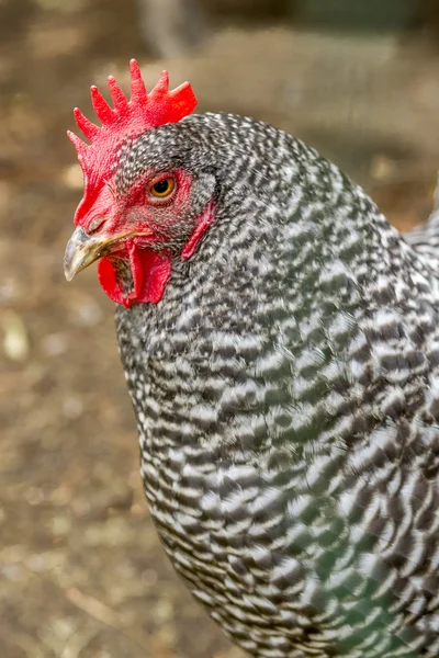 Primer plano de la gallina — Foto de Stock