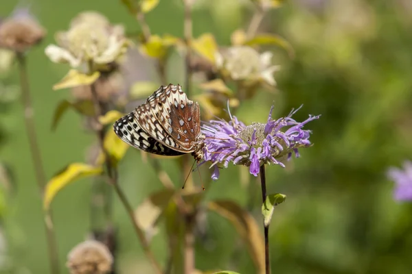 Skipper Schmetterling. — Stockfoto