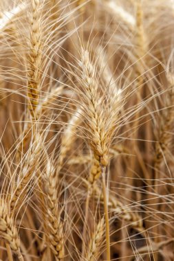 buğday saplarını.