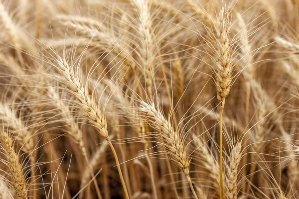 Steli d'oro di grano . — Foto Stock