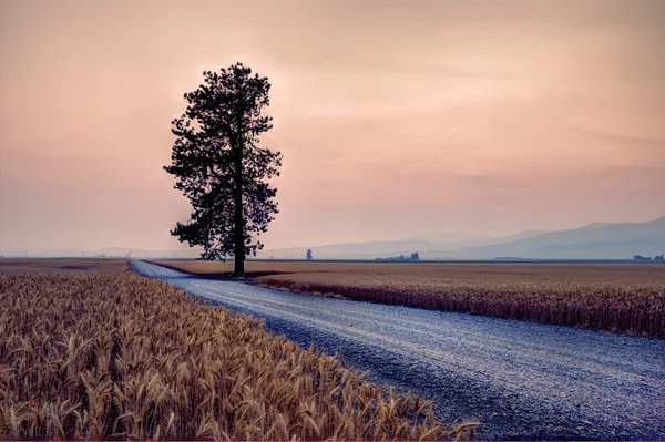 Estrada por campo de trigo . — Fotografia de Stock