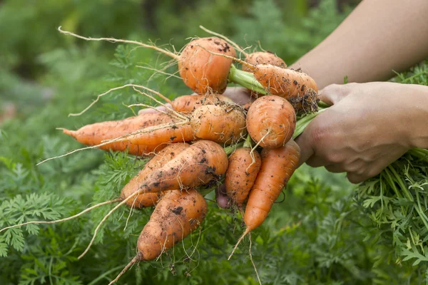 Freshly picked carrots. — Stock Photo, Image