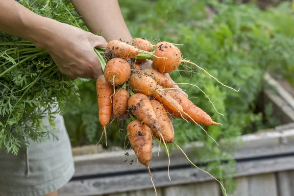 Holding harvested carrots. — Stock Photo, Image