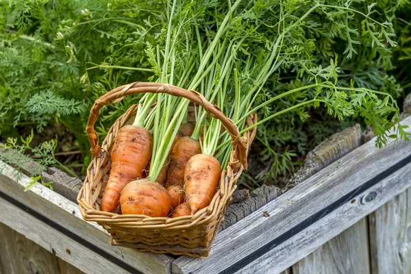 Basket of newly picked carrots. — Stock Photo, Image