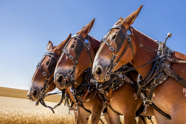 Três majestosos cavalos . — Fotografia de Stock