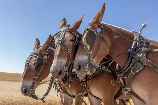 Caballo empuja a otro . — Foto de Stock