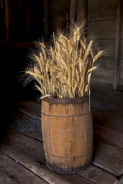 Gambi di grano in un barile . — Foto Stock