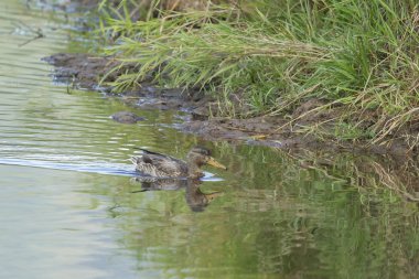 Yaban ördeği suda yüzüyor.