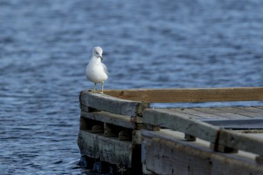 Dock kenarında tünemiş.