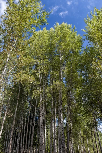 Árboles de Aspen que se elevan al cielo . —  Fotos de Stock