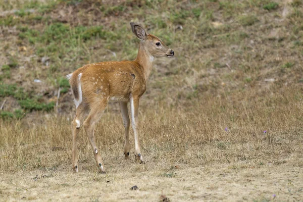 Schattige kleine herten. — Stockfoto