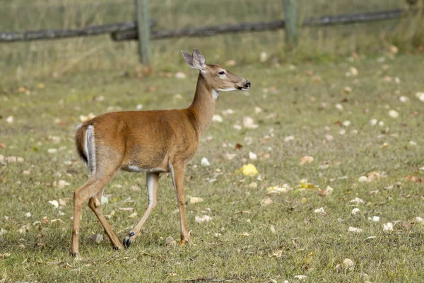 Volwassen herten lopen in gras. — Stockfoto