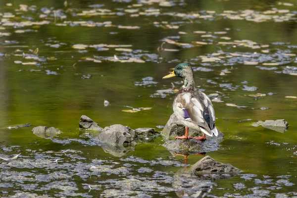 Mallard perched in Fernan Lake. — Stock Photo, Image