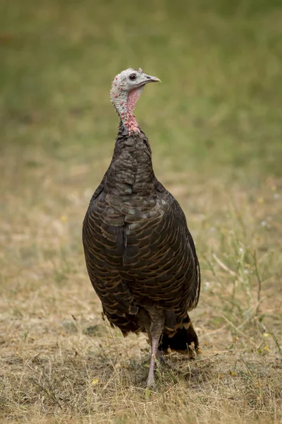 Turkey standing tall. — Stock Photo, Image