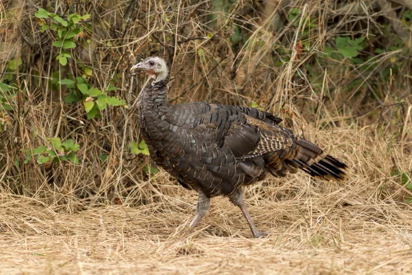 Sidovy av en wild turkey. — Stockfoto