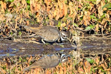 A small killdeer bird stands at the edge of calm water and casts a reflection near Liberty Lake, Washington.