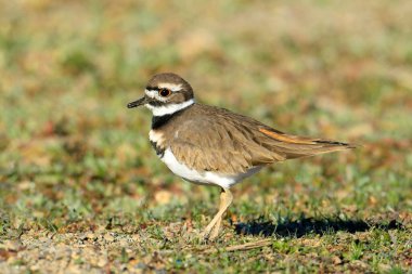 A small killdeer bird stands in short grass near Liberty Lake, Washington.