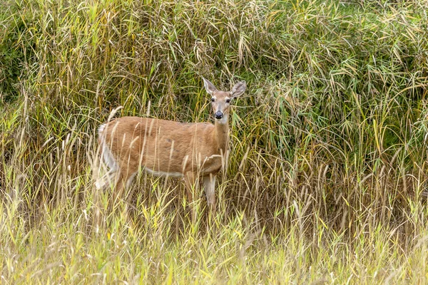 카메라에 보이는 잔디에서 사슴. — 스톡 사진