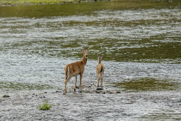 Ciervo en el agua mira hacia atrás a la cámara . — Foto de Stock